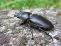 Lucanus cervus